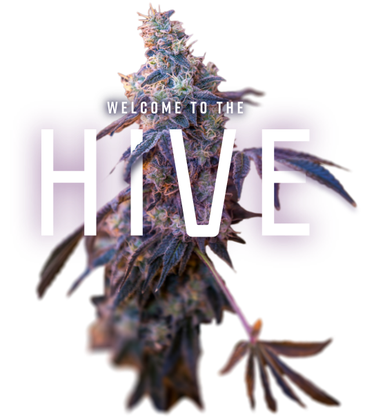 Hive banner